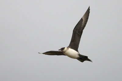 Arctic Skua