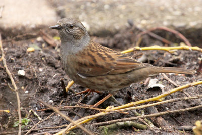Dunnock