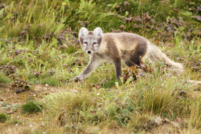 Actic Fox