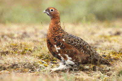 Willow Ptarmigan