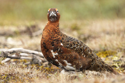 Willow Ptarmigan