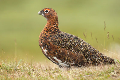 Willow Ptarmigan