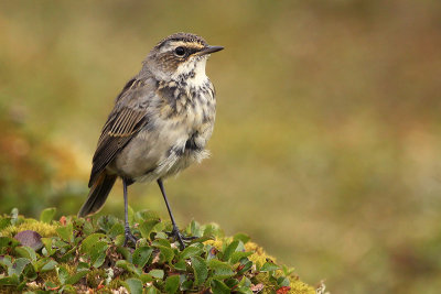 Bluethroat