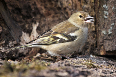 Chaffinch