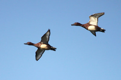 Ferruginous Duck