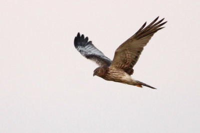 Eastern Marsh Harrier