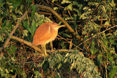 Cinnamon Bittern