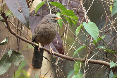 Jungle Babbler