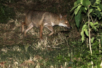 Golden Jackal