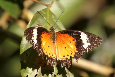 butterfly spec.