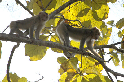 Northern Pig-tailed Macaque