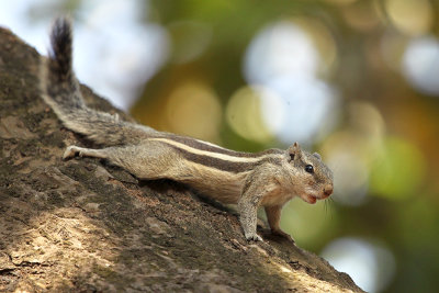 Indian Palm Squirrel