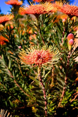 Ventura botanical garden