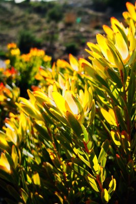 Ventura botanical garden