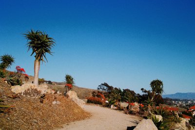 Ventura botanical garden