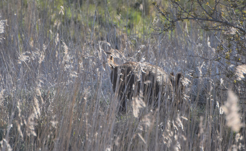 Vildsvin (Sus scrofa)
