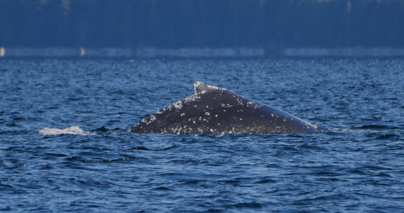 Humpback whale (Megaptera novaeangliae) 