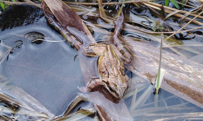     Vanlig groda (Rana temporaria)