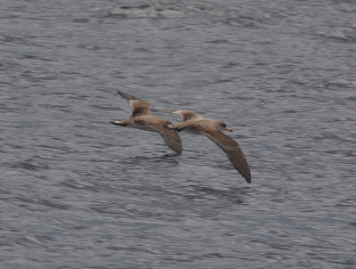 Scopolilira (Calonectris diomedea)