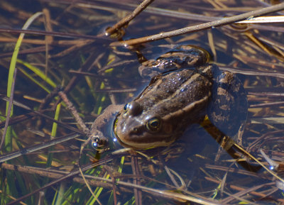Glgroda (Pelophylax lessonae)