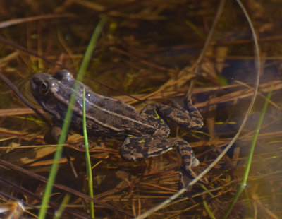 Glgroda (Pelophylax lessonae)