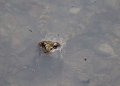 Vanlig groda (Rana temporaria)