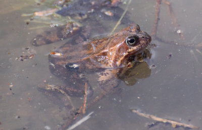 Vanlig groda (Rana temporaria)