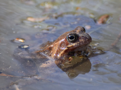 Vanlig groda (Rana temporaria)