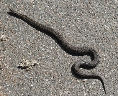 Huggorm (Vipera berus)