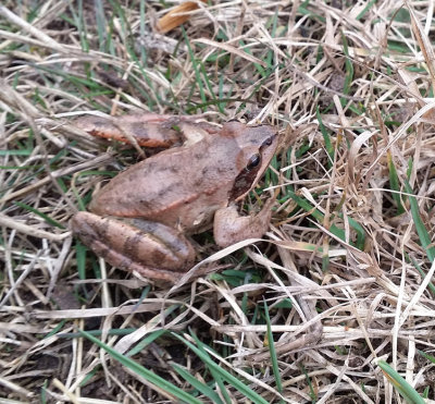 Lngbensgroda (Rana dalmatina) Jordtorp. 