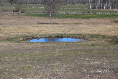 Home area for frogs. 