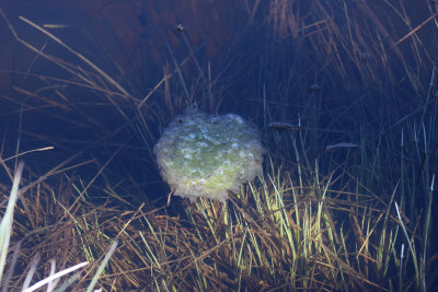 Lngbensgroda, (Rana dalmatina) Jordtorp. 