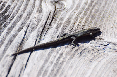 Skogsdla (Zootoca vivipara)