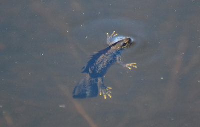 Strre vattensalamandern (Triturus cristatus)