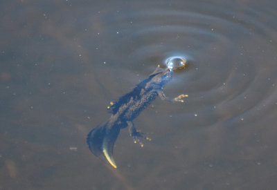 Strre vattensalamandern (Triturus cristatus)
