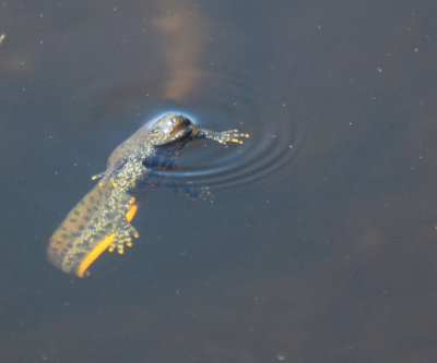 Strre vattensalamandern (Triturus cristatus)