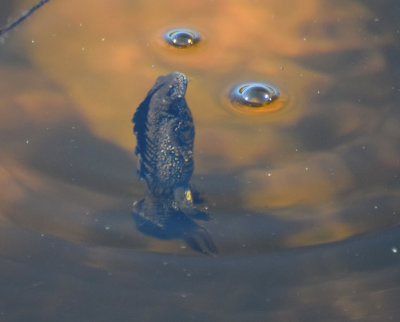 Strre vattensalamandern (Triturus cristatus)