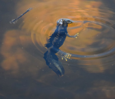Strre vattensalamandern (Triturus cristatus)
