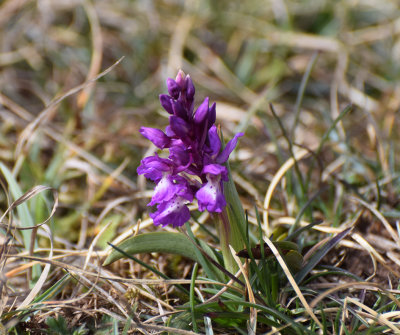 Sankt Pers Nyckelblomster (Orchis mascula)