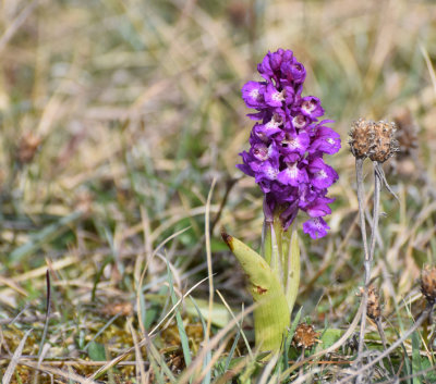 Sankt Pers Nyckelblomster (Orchis mascula)