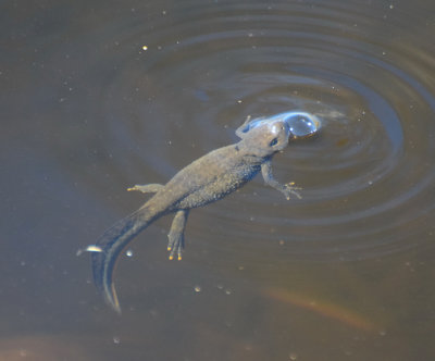 Strre vattensalamandern (Triturus cristatus)
