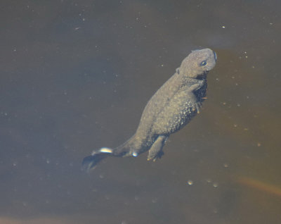 Strre vattensalamandern (Triturus cristatus)