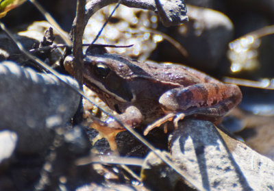 Lngbensgroda (Rana dalmatina) Lenstad