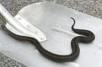 Huggorm (Vipera berus)