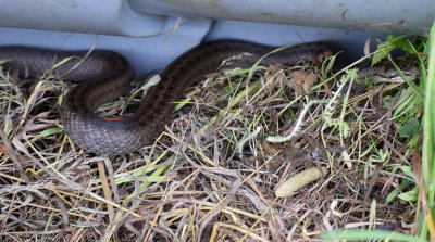 Water animals and reptiles in Sweden