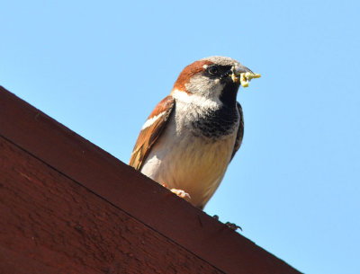 Grsparv (Passer domesticus)