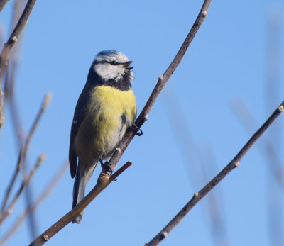 Blåmes (Cyanistes caeruleus)
