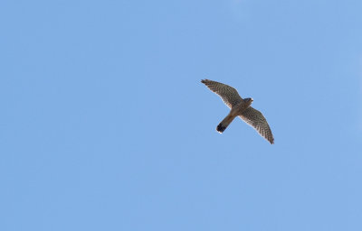 Tornfalk (Falco tinnunculus)