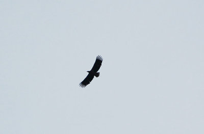Havsörn (Haliaeetus albicilla) tomtart 100.