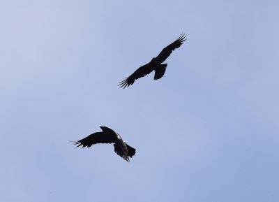 Korp (Corvus corax)